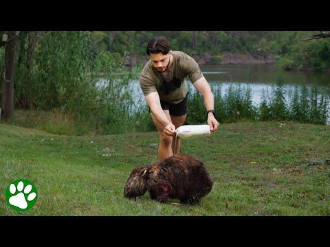 Guy chases down wombats trying to save their lives #Video
