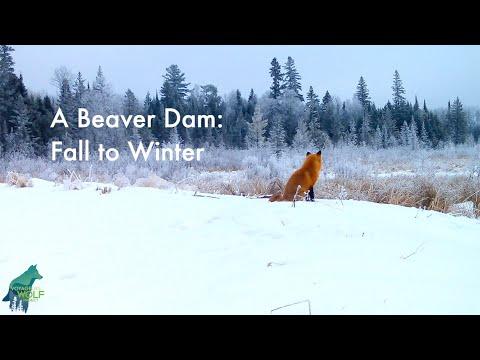 A beaver dam: fall to winter #Video