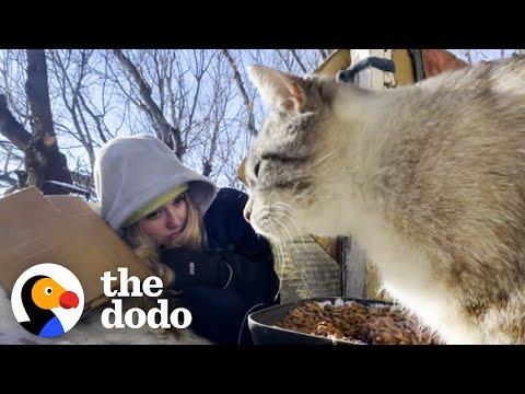 Woman Rescues Cats By Laying In The Snow In -40 Degrees #Video