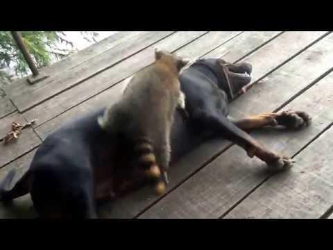 Raccoon Challenges Coonhound To A Wrestling Match