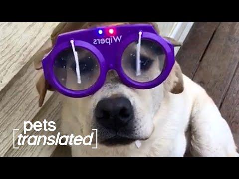Rainy Day Blues | Pets Translated Video