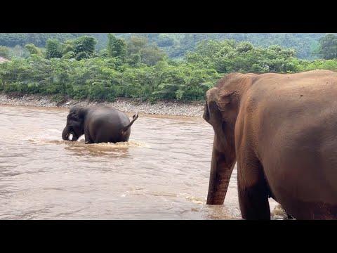 Young Elephant Baitoey Doesn't Want Her Nanny To Leave The River Yet - ElephantNews