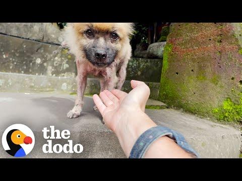 Pomeranian Rescued From Cage Grows The Fluffiest Coat #Video