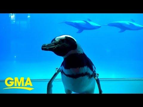Penguins take a field trip during shutdown | GMA Digital