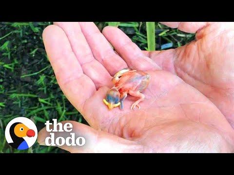 Couple Finds Tiny Sparrow After A Storm #Video