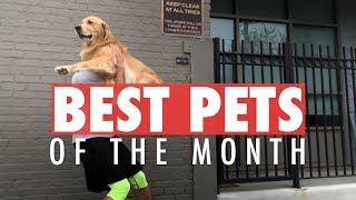 Best Pet Videos of the Month | October 2017