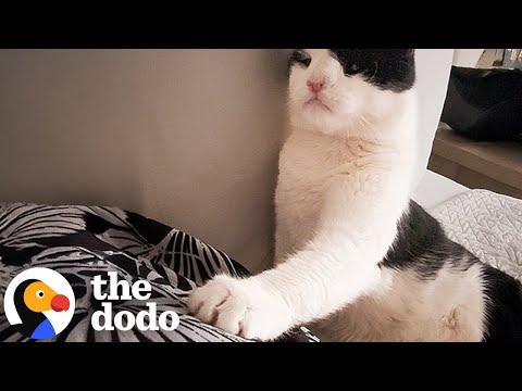 Cat With Extra Large Heart Gets Healed With Love #Video