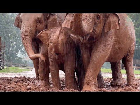 Elephants Exhibit Extraordinary Empathy And Care - Elephantnews #Video