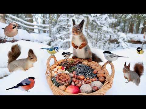 Winter Basket in the Forest - Relax with Squirrels and Birds (2 Hours) #Video