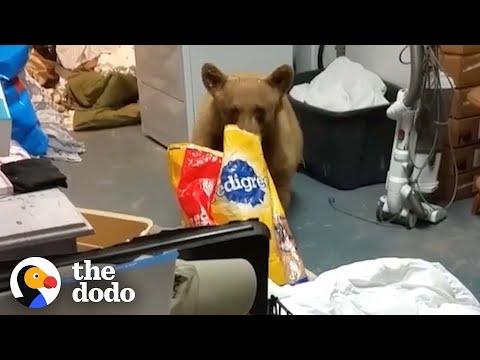 Bear Makes Himself At Home In Woman's Garage  #Video