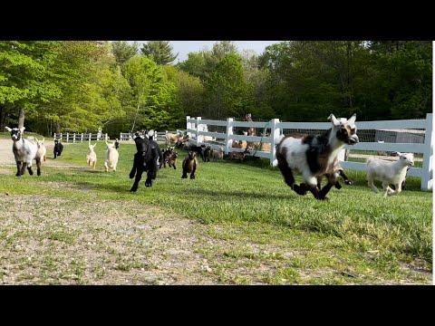 Nightly goat run! Sunflower Farm Creamery #Video