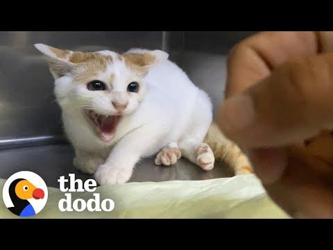 'Broken' Cat Who Hissed At Her New Mom Learns To Trust #Video