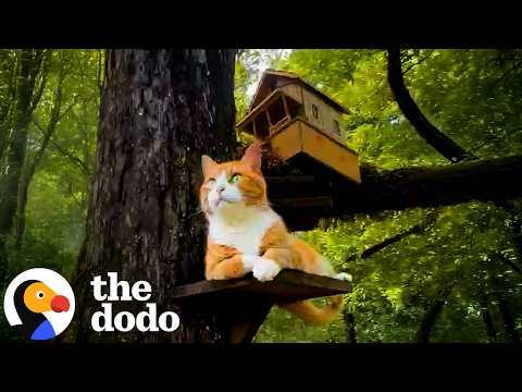 This Outdoor Cat Has His Own Custom Treehouse #Video