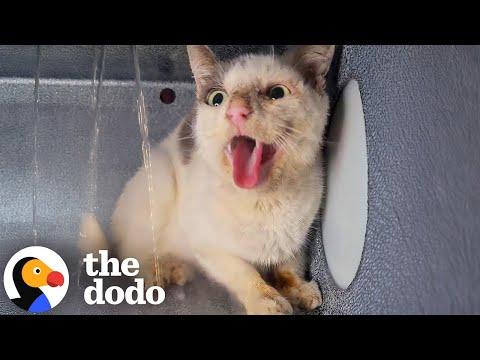 Winning Over The Most 'Vicious' Feral Cat In The World #Video