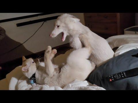 Adorable look-alike cat and fox play #Video