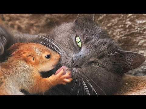 Cat Adopts Orphaned Baby Squirrels and Raises Them With Her Kittens! #Video