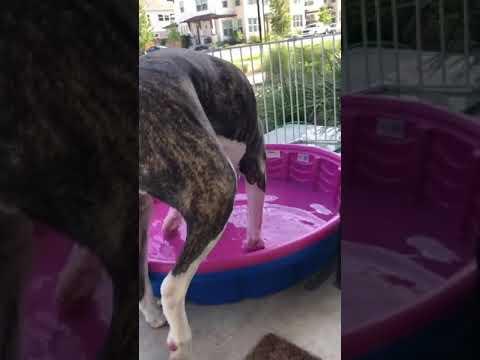 Dog Has Had Enough of Pet Pig Hogging the Pool