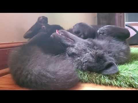 This silly sleeping fox #Video