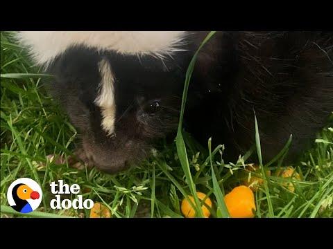 Orphaned Skunk Follows Woman Home #Video