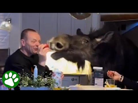 Raising a moose in the kitchen #Video