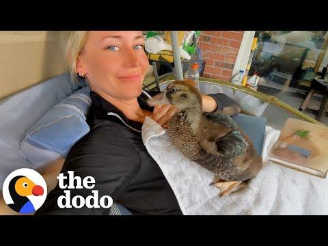 Woman Adopts A Duckling Found In The Middle Of The Road #Video