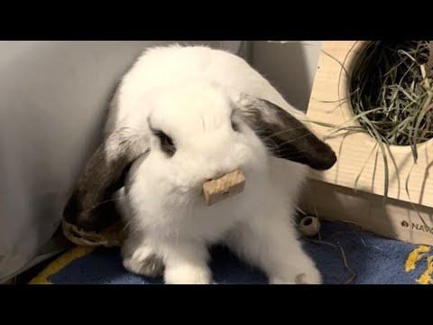 Bunny melts into guy's arms, gets adopted #Video