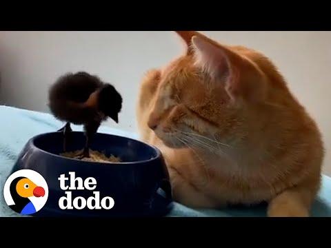 Blind Cat Cuddles With Baby Chicks #Video