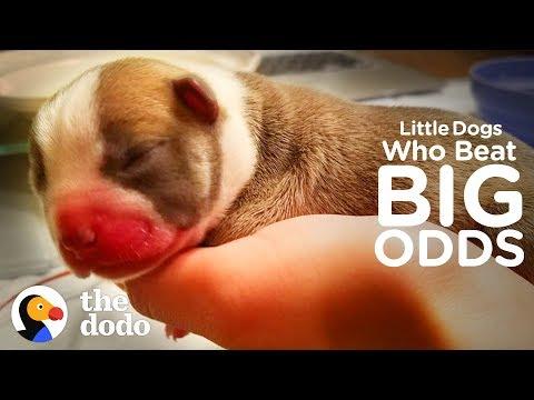 Top 5 Puppy Transformations | The Dodo