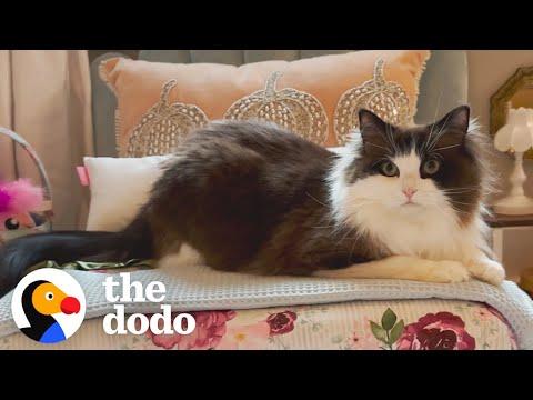 This Cat's Apartment Is Cuter Than Yours #Video