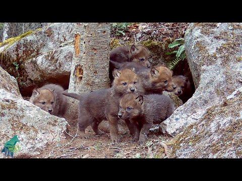 Wolf pups' reaction when their mom returns to the den #Video