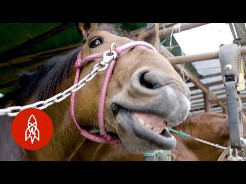 How-Slow-Can-You-Go Horse Racing in Hokkaido