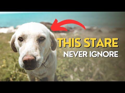 Why Dogs Stare At you? (Warning Sign) #Video