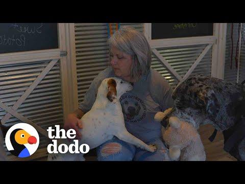 Woman Saves 850 Senior Dogs And They Have Their Own Bedrooms #Video