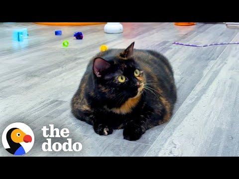 Shut Down And Overweight Cat Found One Person To Believe In Her #Video