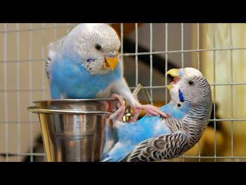 Funny PARROTS Are The Best Comedians in the World #Video