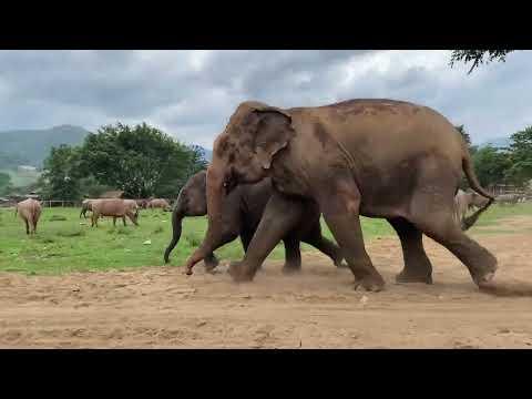 Baby Elephant LekLek And Her Mother Run Excitingly To Enjoy In The River - ElephantNews #Video