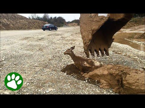 Deer rescued from muddy nightmare #Video