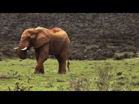 South Africa's Strongest Animals | Wild Lands: South Africa | BBC Earth