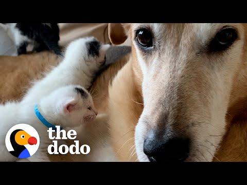 German Shepherd Loves His Blind Foster Kittens #Video