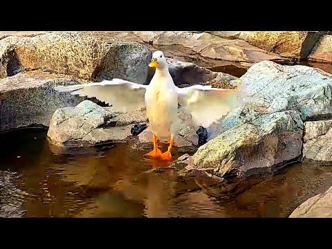 Duck Loves Showers So Much, Her Mom Takes Her To A Real Waterfall #Video