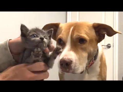 Pitbull thinks she's every cat's mommy #Video