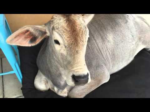 Cow Tries To Sleep On Dog Bed