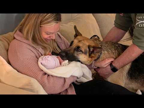 Adorable Dogs Stop At Nothing To Be Around Babies For The First Time! #Video