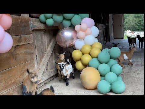 Goat kid bedtime, and a balloon arch!! Sunflower Farm Creamery #Video