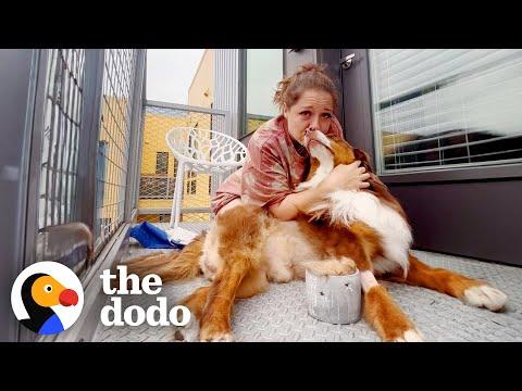 The Vet Told This Woman Her Dog May Never Walk Again #Video