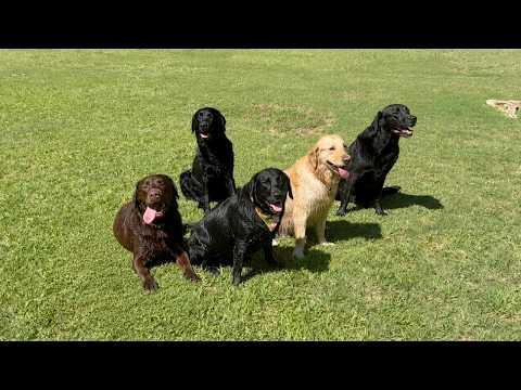 MY LABRADOR WENT TO A POOL PARTY (AND IT WAS CHAOS) #Video