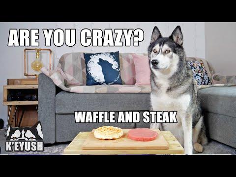 Left My Husky Alone With Steak And Waffles Video! He Can’t Believe it!