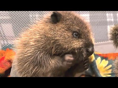 Rejected beaver finally makes a friend #Video