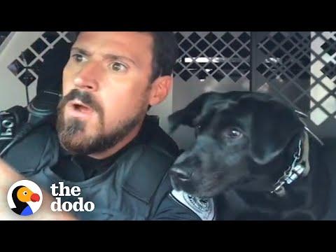 Watch This K9 Dog Help Her Dad At Work Every Single Day #Video