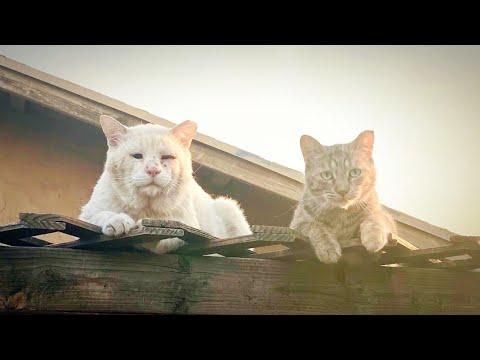 These Two Feral Cats Will Restore Your Faith In True Love #Video